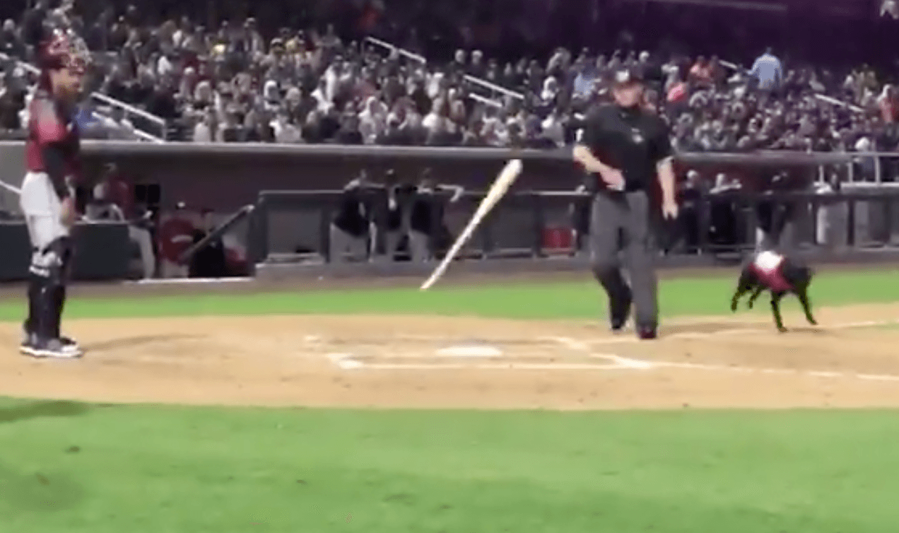 Umpire Takes Bat Away From Dog, Entire Stadium Boos Him To Hell