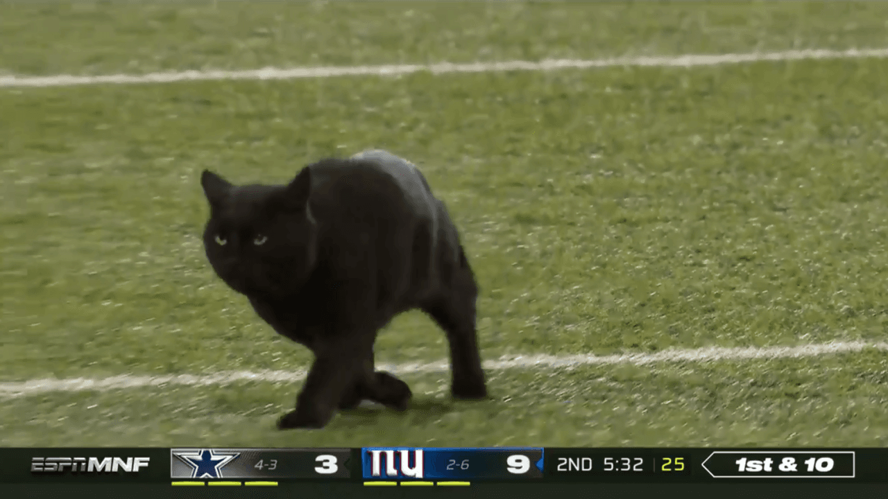 Kevin Harlan Hilariously Calls a Black Cat Appearance on MNF